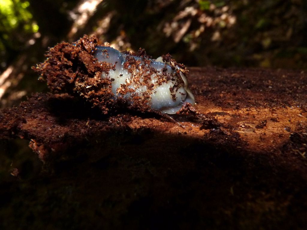 Molluschi da Limone Piemonte